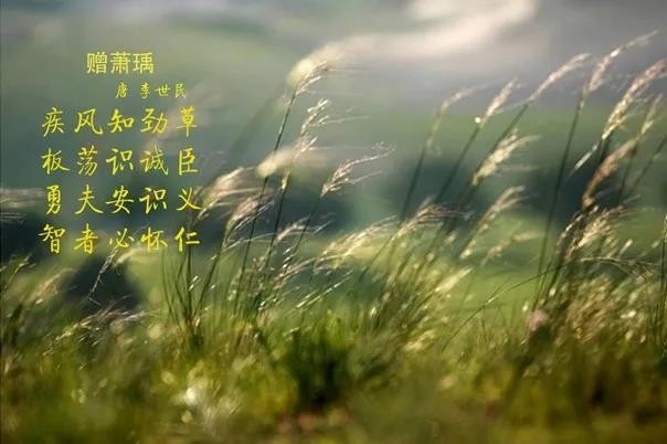 花花牛 | 疾風來臨，你是不是勁草？